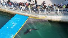 Celebrity shark returns to South Korea canal after failed rescue