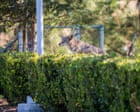 Residents fear wild coyote becoming too comfortable in LA neighborhood
