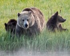 New Trump rule allows hunters to bait bears in Alaska with doughnuts, bacon and more