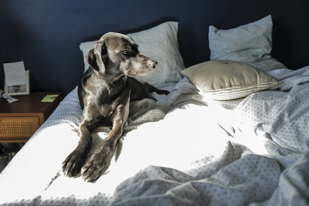 The secret to a good night’s rest? Let sleeping dogs lie … next to you