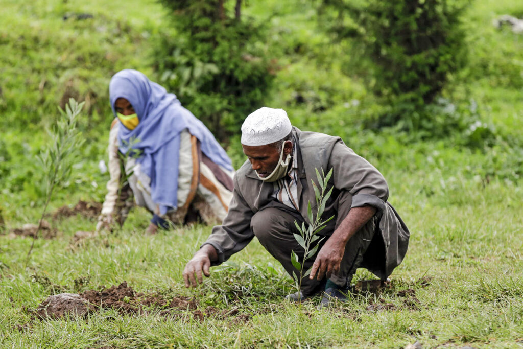 Inside Ethiopia’s ambitious campaign to plant 50 billion trees