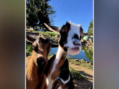 WATCH:  Runaway goat finds love, forever home