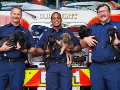 WATCH:  David Muir hears from Georgia firefighters who helped deliver 15 puppies