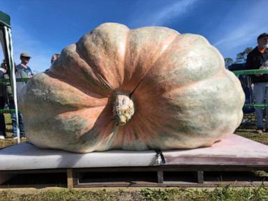 WATCH:  Rhode Island farmer sets new record for world's biggest pumpkin