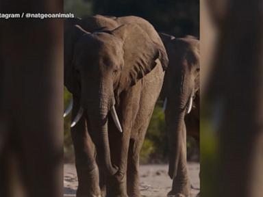 WATCH:  Nat Geo's 'Moment on the Earth' spotlights the wonders of elephants