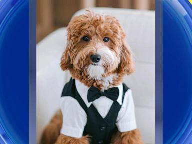 WATCH:  David's Bridal puppy collection