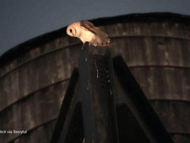 WATCH:  David Muir reports on the beloved barn owls that have made Manhattan home