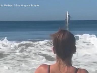 WATCH:  Great white shark leaps out of ocean off California's Marina Beach