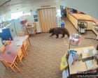 Curious black bear wanders around California library, sniffing books and stealing snacks – video