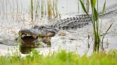 Alligator kills 71-year-old man fishing in Florida