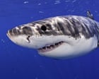 Great white shark leaps from water and photobombs California beachgoers