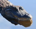 Florida fisher dragged into water and killed by 12ft alligator