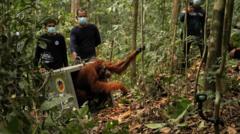 Watch: Endangered orangutans released back into the wild after Borneo fires