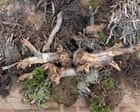 Despair after 200-year-old ‘grandmother’ tree toppled for Trump’s border wall: ‘It crushes your heart’