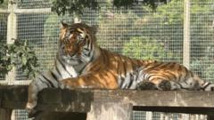 Wildlife park fatal tiger attack – what we know so far