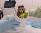 Peta releases video showing experiments on infant monkeys at University of Washington