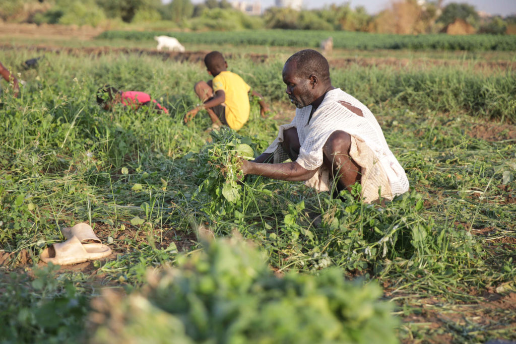 Sudan's famine risk worsened by conflict, drought and funding shortages, report says
