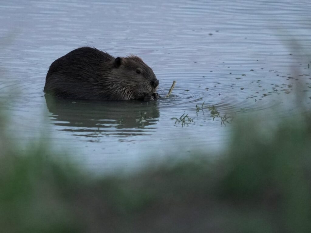 Bringing more beavers to watersheds is a powerful drought-fighting tool, experts say