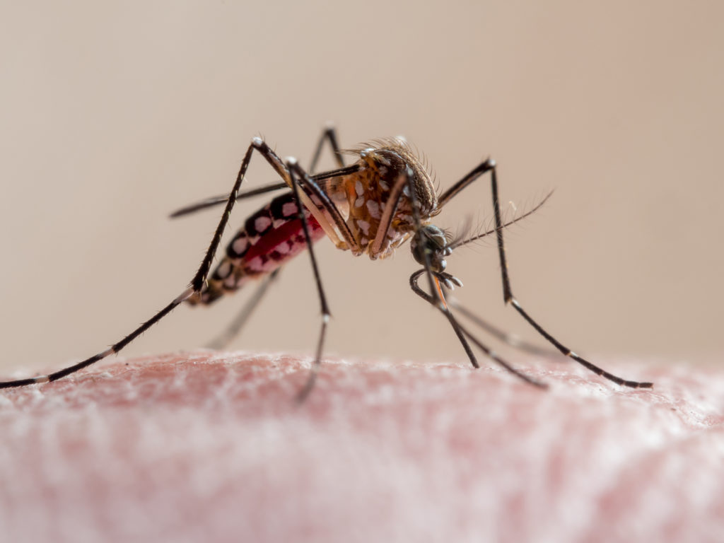 Florida's dengue outbreak is largest in continental U.S. in decades