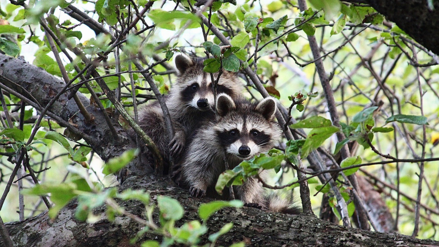 Two animals test positive for rabies in Ohio County this month