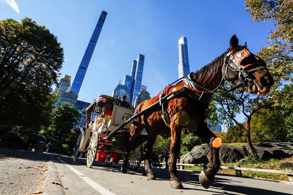 Wailing Trump storms into NYC carriage ban fight after teen’s death in horse accident
