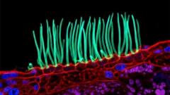 Prize-winning image which sparked backlash was AI-generated, Nikon rules