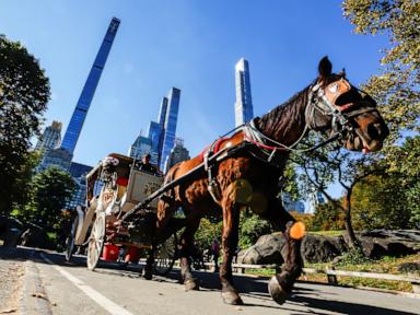 New York City to ban horse-drawn carriages in 2028