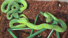 Man with suitcase full of snakes stopped at German airport
