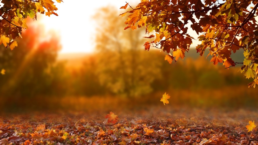 Sunshine, warmer temperatures to close out October in the Ohio Valley