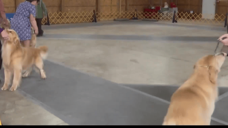 More than 300 dogs compete as kennel club show returns to Belmont County