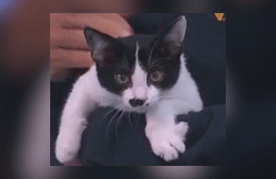 Pet of the Week: Moo Kitty