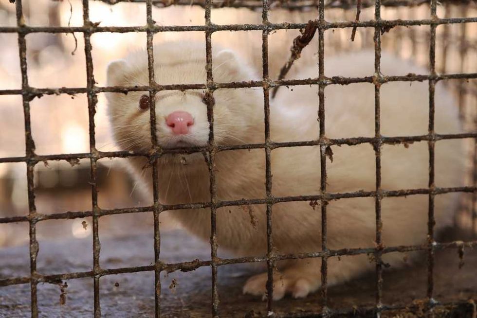 Utah hushed up brewing catastrophic threat to keep animal rights groups in the dark
