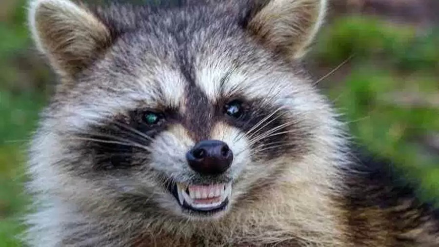 Raccoon tests positive for rabies in Ohio County