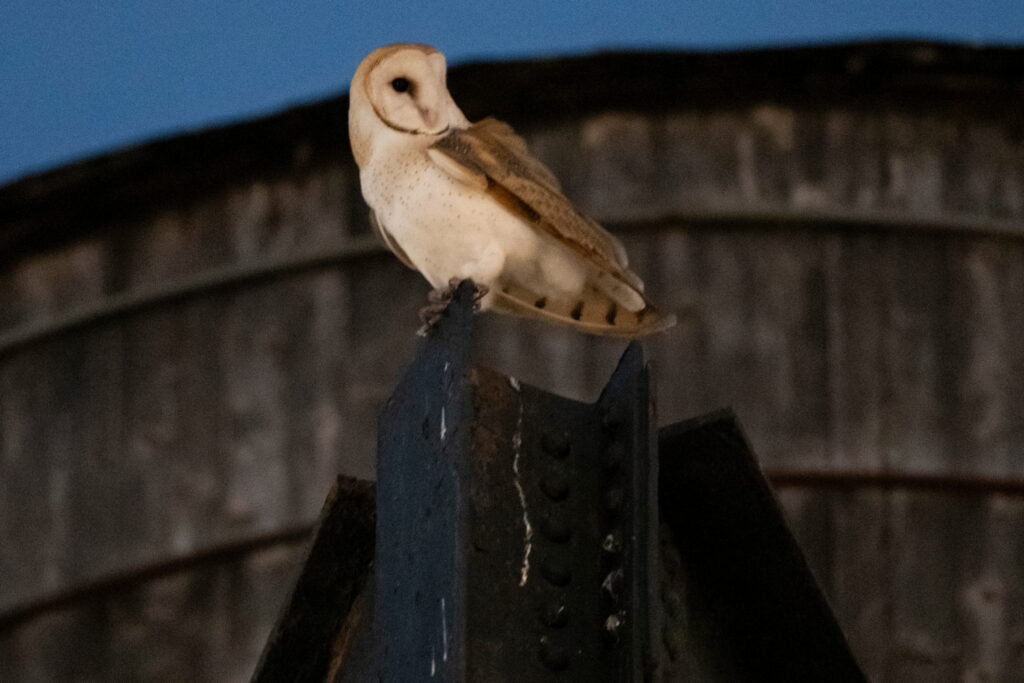 A rare family of barn owls moved into Manhattan's Upper West Side. New Yorkers are captivated