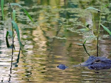 Fisherman, 71, attacked and killed by 12-foot alligator alongside Florida lake