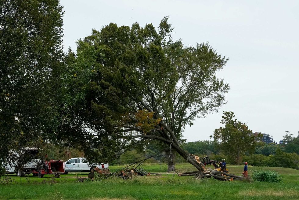 Judge invokes Lorax in scathing ruling blocking Trump’s golf course tree-razing